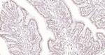 Histone H3 (di methyl K27) Antibody in Immunohistochemistry (Paraffin) (IHC (P))