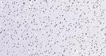 Histone H3 (di methyl K27) Antibody in Immunohistochemistry (Paraffin) (IHC (P))