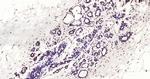 Histone H3 (di methyl K27) Antibody in Immunohistochemistry (Paraffin) (IHC (P))