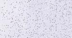 Histone H3 (di methyl K27) Antibody in Immunohistochemistry (Paraffin) (IHC (P))