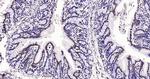 Histone H3 (di methyl K27) Antibody in Immunohistochemistry (Paraffin) (IHC (P))