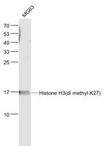 Histone H3 (di methyl K27) Antibody in Western Blot (WB)