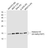 Histone H3 (di methyl K27) Antibody in Western Blot (WB)