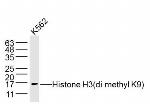 Histone H3 (Di methyl K9) Antibody in Western Blot (WB)