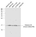 Histone H3 (mono methyl K9) Antibody in Western Blot (WB)