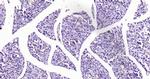 Histone H3 (di methyl K79) Antibody in Immunohistochemistry (Paraffin) (IHC (P))