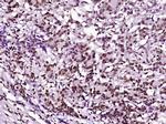 Histone H3 (di methyl K79) Antibody in Immunohistochemistry (Paraffin) (IHC (P))