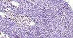 Histone H3 (di methyl K79) Antibody in Immunohistochemistry (Paraffin) (IHC (P))