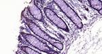 Histone H3 (di methyl K79) Antibody in Immunohistochemistry (Paraffin) (IHC (P))