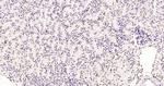 Histone H3 (di methyl K79) Antibody in Immunohistochemistry (Paraffin) (IHC (P))