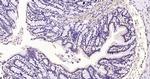 Histone H3 (di methyl K79) Antibody in Immunohistochemistry (Paraffin) (IHC (P))