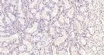 Histone H3 (di methyl K79) Antibody in Immunohistochemistry (Paraffin) (IHC (P))