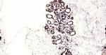 Histone H3 (di methyl K79) Antibody in Immunohistochemistry (Paraffin) (IHC (P))