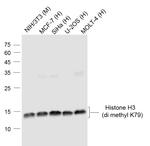 Histone H3 (di methyl K79) Antibody in Western Blot (WB)