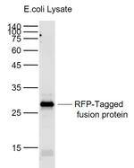 RFP-Tag Antibody in Western Blot (WB)