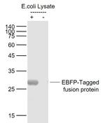 EBFP-Tag Antibody in Western Blot (WB)