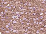 GAP43 Antibody in Immunohistochemistry (Paraffin) (IHC (P))