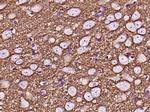 GAP43 Antibody in Immunohistochemistry (Paraffin) (IHC (P))