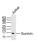 Survivin Antibody in Western Blot (WB)