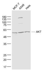 AKT Antibody in Western Blot (WB)