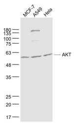 AKT Antibody in Western Blot (WB)