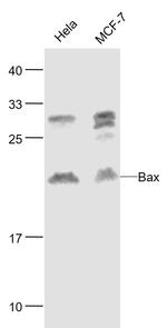 Bax Antibody in Western Blot (WB)