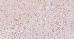 GSK-3 Beta Antibody in Immunohistochemistry (Paraffin) (IHC (P))