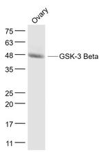 GSK-3 Beta Antibody in Western Blot (WB)