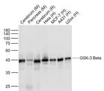 GSK-3 Beta Antibody in Western Blot (WB)