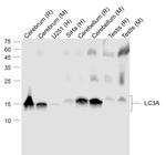 LC3A Antibody in Western Blot (WB)