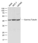 Gamma Tubulin Antibody in Western Blot (WB)