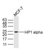 HP1 alpha Antibody in Western Blot (WB)