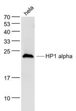 HP1 alpha Antibody in Western Blot (WB)