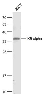 IKB alpha Antibody in Western Blot (WB)