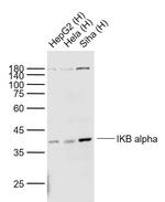 IKB alpha Antibody in Western Blot (WB)