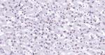 Lamin A/C Antibody in Immunohistochemistry (Paraffin) (IHC (P))