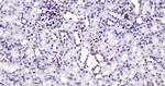 Lamin A/C Antibody in Immunohistochemistry (Paraffin) (IHC (P))