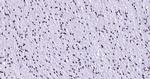 Lamin A/C Antibody in Immunohistochemistry (Paraffin) (IHC (P))