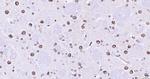 Lamin A/C Antibody in Immunohistochemistry (Paraffin) (IHC (P))