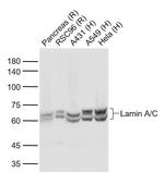 Lamin A/C Antibody in Western Blot (WB)