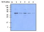 p38 MAPK Antibody in Western Blot (WB)