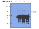 p90RSK1 Antibody in Immunoprecipitation (IP)