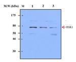 p90RSK1 Antibody in Western Blot (WB)