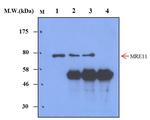 MRE11 Antibody in Immunoprecipitation (IP)