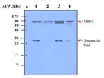 MRE11 Antibody in Western Blot (WB)