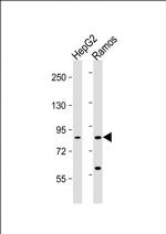 HGF Antibody in Western Blot (WB)