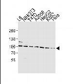 Hsp90 Antibody in Western Blot (WB)