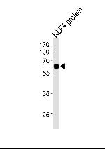 KLF4 Antibody in Western Blot (WB)