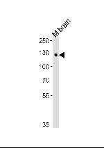 Tyro3 Antibody in Western Blot (WB)