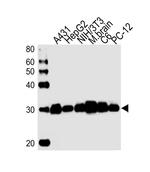 YWHAZ Antibody in Western Blot (WB)